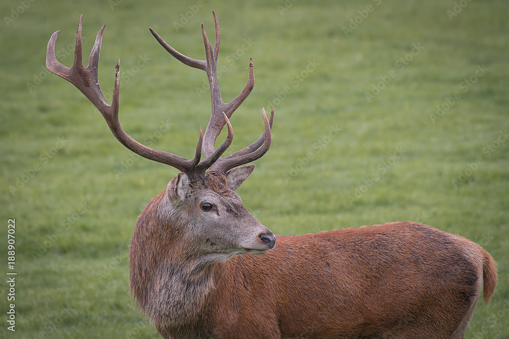Poster a close up portrait of a red deer stag turning and looking back over its shoulder