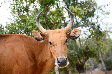 Banteng