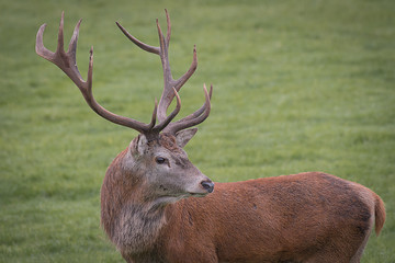 A  close up portrait of a red deer stag turning and looking back over its shoulder