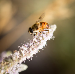 Wild bee on a flower in nature