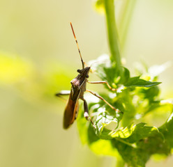 A bug on a green plant