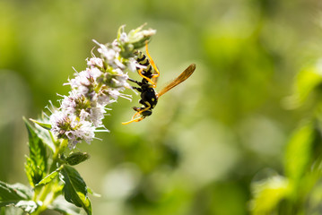 Wild wasp on flower in nature