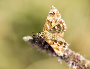 Beautiful butterfly in the wild on a plant