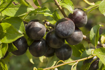 On the trees are growing delicious plums. Fruits - vegetarian food.