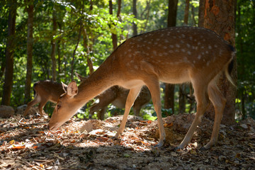 sika deer