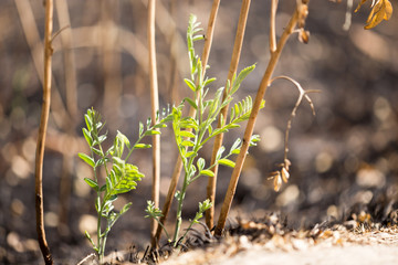 Green sprout on burnt grass after fire