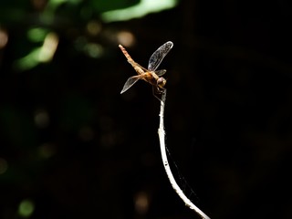秋の風物詩　赤とんぼ
