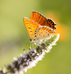 Fototapeta na wymiar Beautiful butterfly in the wild on a plant