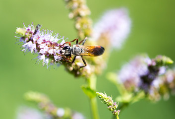 A black wasp on a flower in nature
