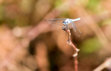 A blue dragonfly in the nature