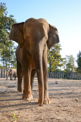Elephant