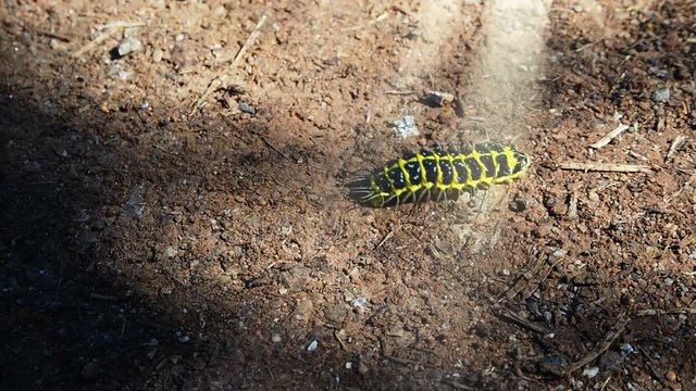 Yellow black caterpillar crawling on the ground