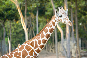 Reticulated giraffe