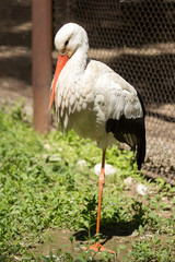 Portrait of a stork at the zoo