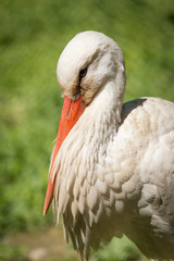 Portrait of a stork at the zoo