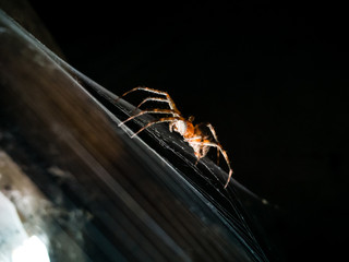Spider on the web in the pantry