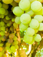 Bunch of ripe grapes in the garden