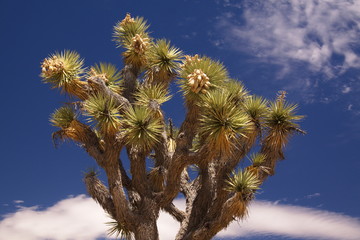 Detail of Joshua tree in Joshua Tree National Park in California in the USA
