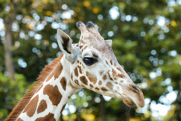 Obraz premium Reticulated giraffe