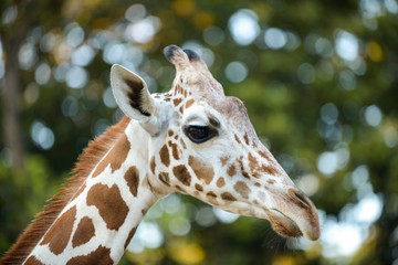 Reticulated giraffe