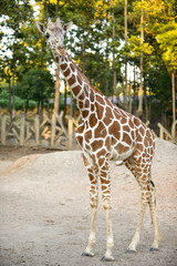 Obraz premium Reticulated giraffe