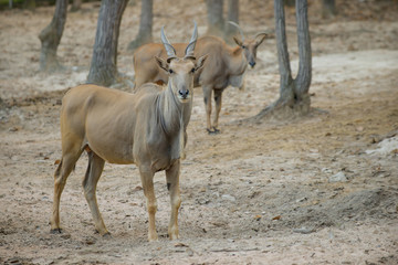 Naklejka na ściany i meble common eland