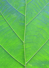 Fototapeta na wymiar Close up green teak leaf texture background.