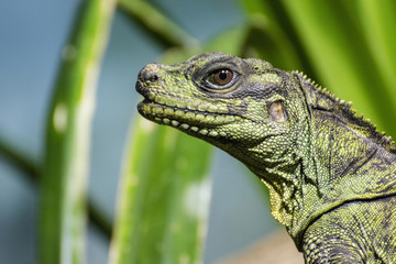 Lizard head green.