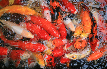 Obraz na płótnie Canvas Colorful fancy carp fish, koi fish.