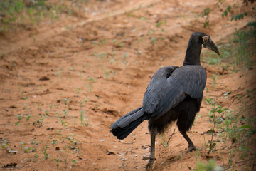 Black Bird