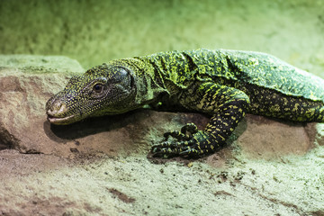 Varan in a giant terrarium.