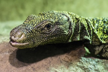 Obraz premium Varan in a giant terrarium.