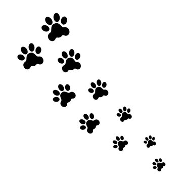 Foot prints of dogs
