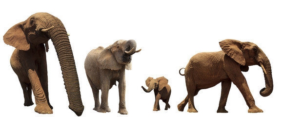 African Elephants on white background