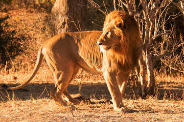 African male Lion looking back into the early morning light  