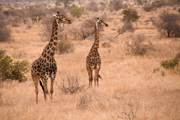 Two African Giraffe staring intently into the dry winter growth alert to possible predators