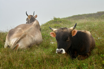 Caucasian cows, RUSSIA/Bezengi