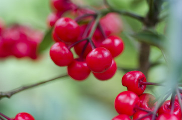 Close up of red fruit balls blurred