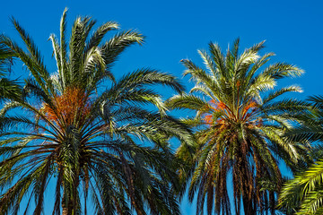 palm  tree on blue sky