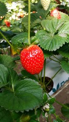 Red fresh strawberries in the field tasty