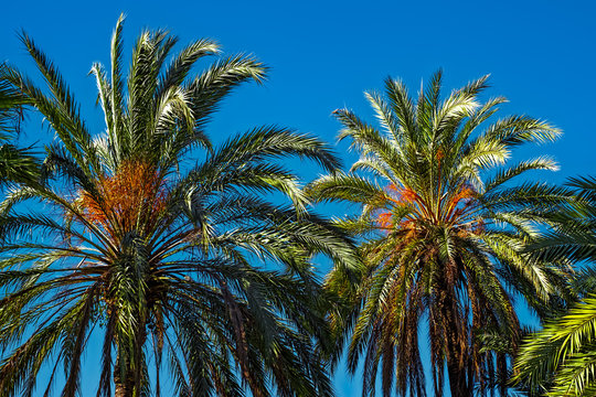 palm  tree on blue sky