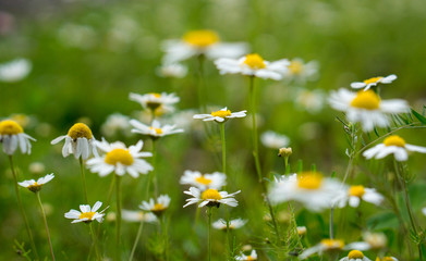 Fototapeta premium the flower. flower colorful. beautiful flowers