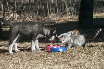 Young husky dog friendly shared his food with dirty street cat