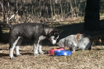 Young husky dog friendly shared his food with dirty street cat