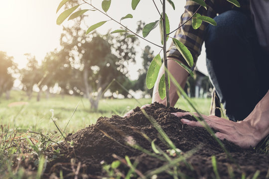 Young Man Planting The Tree While Watering A Tree Working In The Garden As Save World Concept, Nature, Environment And Ecology