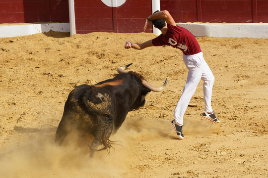 Competición con toros bravos en España. Esta competición es una forma de la tauromaquia donde la gente usa su propio cuerpo para torear.