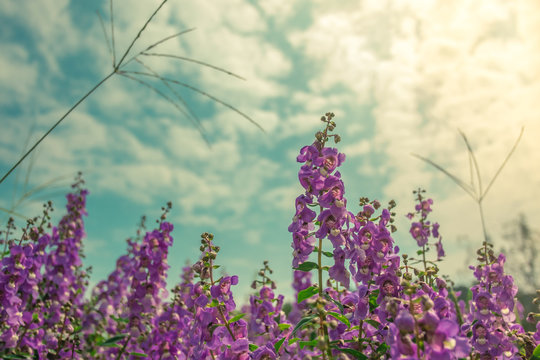purple angelonia under the blue sky