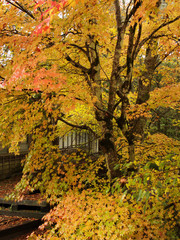 日本の紅葉