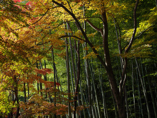 日本の紅葉