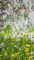 Obraz premium the flower. flower colorful. beautiful flowers